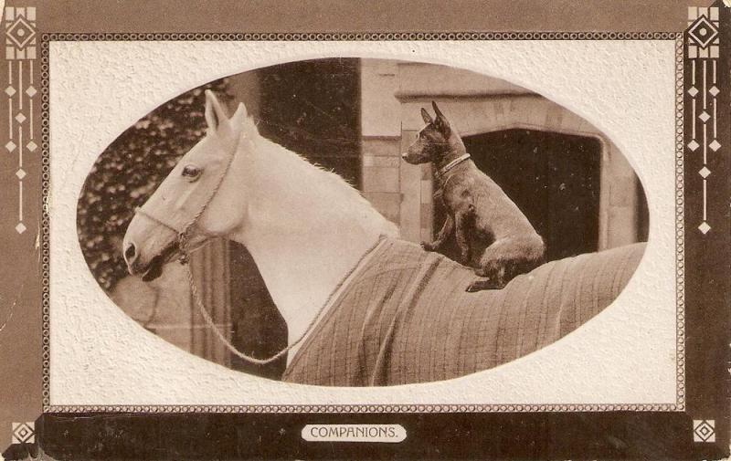 \Dog sitting on horse\ Nice old vintrage English postcard
