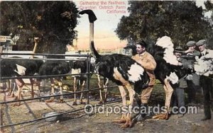 Cawston Ostrich Farm California, USA