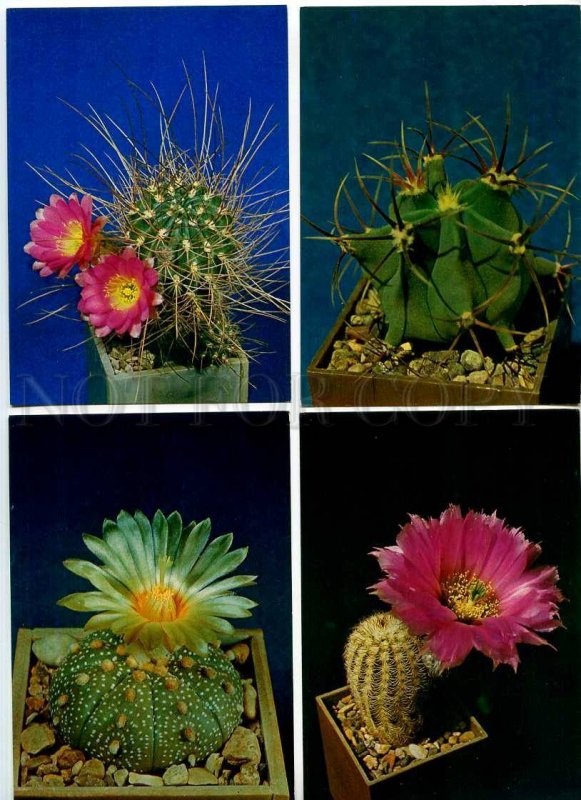 254031 Cacti Cactus photo Trubitcin SET of 24 Old postcards