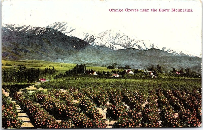 c1910 CALIFORNIA ORANGE GROVES NEAR SNOW MOUNTAINS POSTCARD 42-80