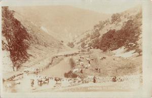 BR74512 entrance to dovedale cow vache    real photo    uk