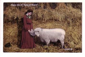 Canadian Farm Life Series, Feeding Her Favourite, Woman Feeding Sheep in Barn...