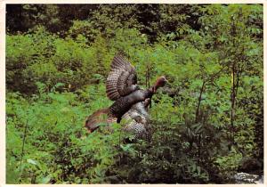 Wild Turkey - 