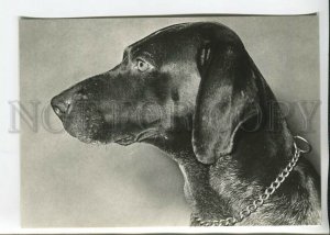 465696 USSR 1961 year photo of Eric Tylinik short-haired Pointing dog postcard