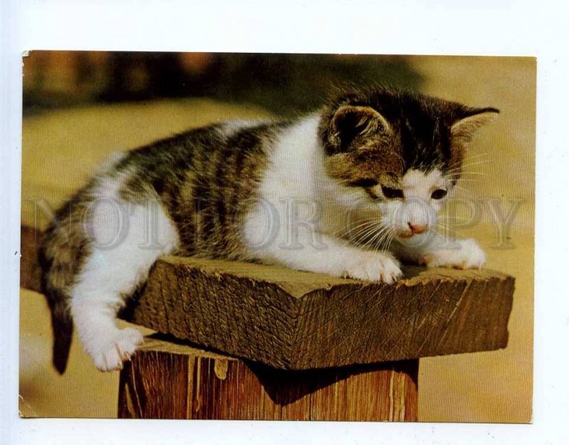 284830 EAST GERMANY GDR CATS old photo postcard