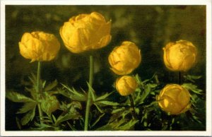 postcard - floral - Trollius europaeus - Trollblums - Globeflower