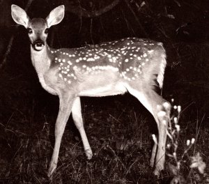 1940's RPPC Whitetail Deer Fawn Night North Idaho ID Ross Hall Photo Postcard