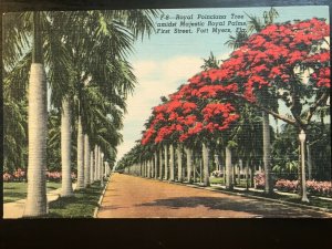 Vintage Postcard 1950 Royal Poinciana Tree First Street Fort Myers Florida (FL)