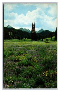 Paradise Valley Mount Rainier National Park Washington UNP Chrome Postcard Y11