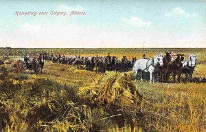 Harvesting Horse Teams Farming Calgary Alberta Canada 1910c postcard