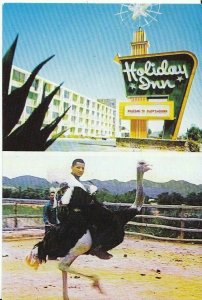 South Africa Postcard - Oudtshoorn Holiday Inn, Ostrich -  Ref.AB971