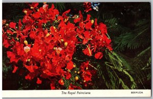 The Royal Poinciana Native of Madagascar Grows 40 Feet Tall Bermuda Postcard