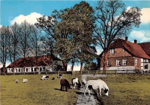 BG1673 horse hotel grohnder fahrhaus fremdenzimmer wasser CPSM 14x9.5cm  germany