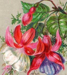 1880s Embossed Victorian Trade Card Fuchsia Flowers F137