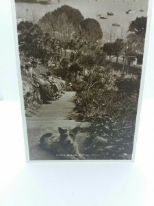 Vtg RP  Postcard Jack Russell Type Dog Stopping for a Rest at Rock Walk Torquay