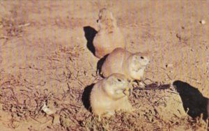 Prairie Dogs Black Hills South Dakota