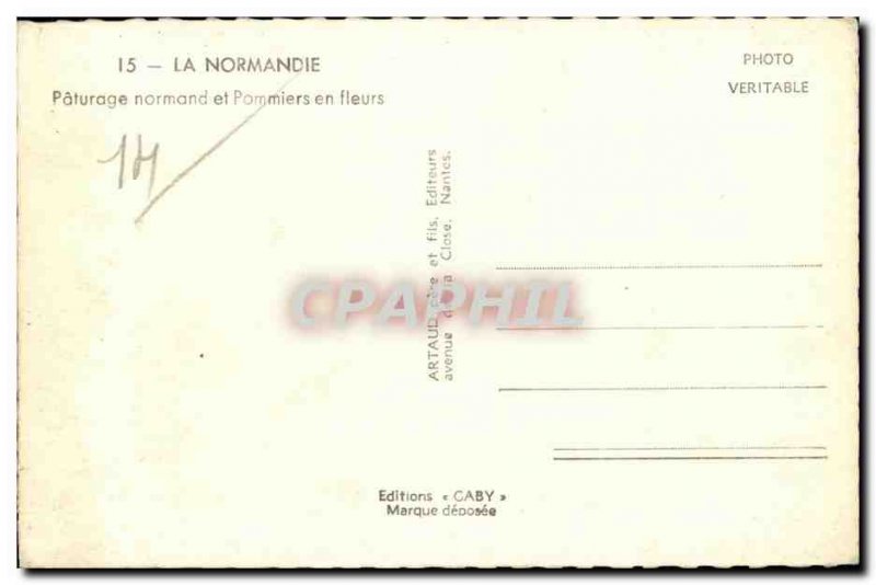 Modern Postcard Normandy Norman Pasture and Apple Blossoms Cows