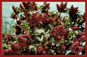 New York, Rochester - Highland Park Lilacs - [NY-891]