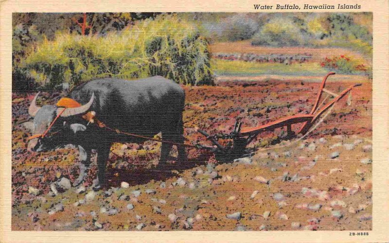 Water Buffalo Plow Farming Hawaii 1940s postcard