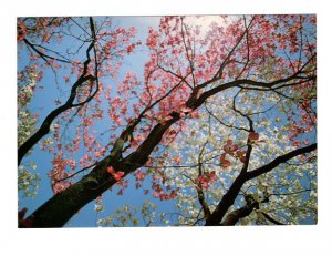 Spring Dogwood with Blossoms