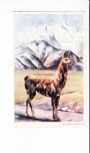 B81707  llama enchanting an undiscovered come to bolivia front/back image