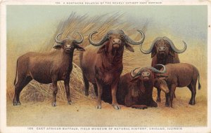 Chicago Illinois 1920s Postcard East African Buffalo Field Museum