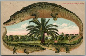 CANARY DATE FARM FL ALLIGATOR BORDERS ANTIQUE POSTCARD