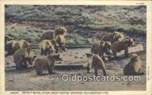 Yellowstone Park, Wyoming, USA Bear Postcard