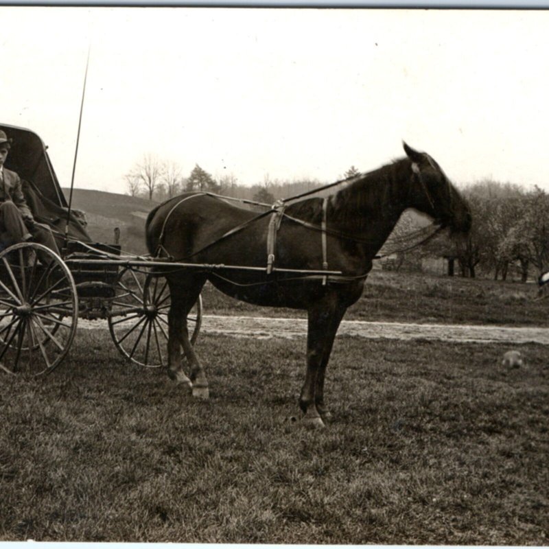 c1900s Handsome Young Man RPPC Stylish Cool Horse Carriage Real Photo Cats A135