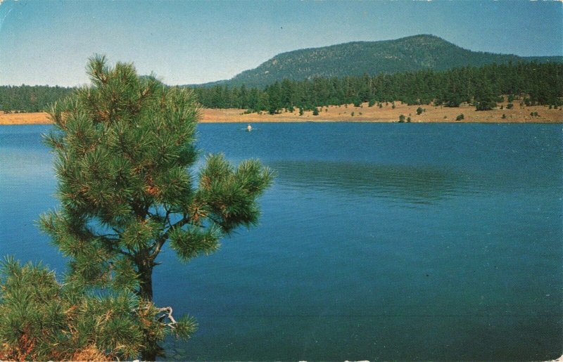 c.1961 Luna Lake New Mexico Postcard 2T5-489 