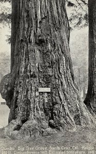 Jumbo Big Tree Grove, Santa Cruz, California Postcard P122