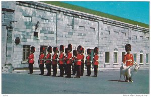 Regiment avec La Mascotte Royale (goat) , Quebec , Canada , 50-60s