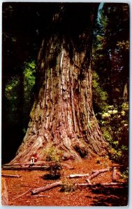 Postcard - Father Of The Forest Tree, Big Basin Redwood State Park, California