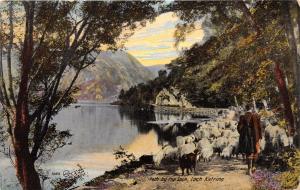 LOCH KATRINE SCOTLAND UK PATH BY THE LOCH WITH SHEPHERD & SHEEP~POSTCARD