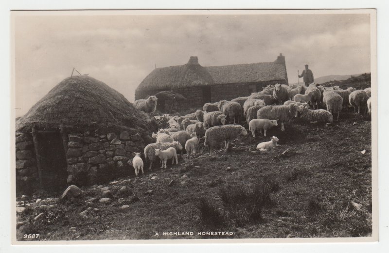 P2195 vintage RPPC a highland homestead sheep unused