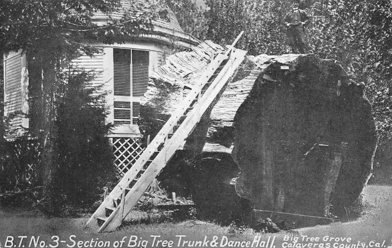 Tree Trunk & Dance Hall, Big Tree Grove Calaveras Co, CA c1910s Vintage Postcard