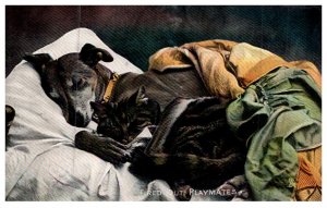 Dog  , Greyhounds  sleeping with kitten