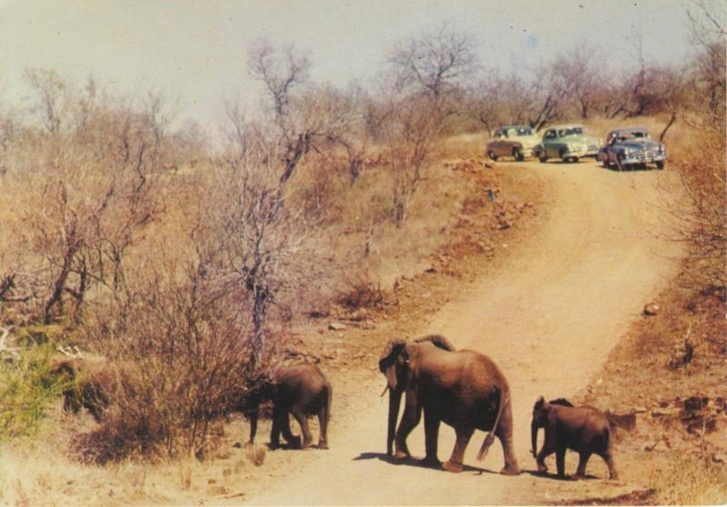 Kruger National Park South Africa Elephant Family Old Cars Olifant Postcard D23