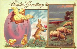 Easter Greetings Embossed Rabbit Sheep Eggs Chicks Postcard