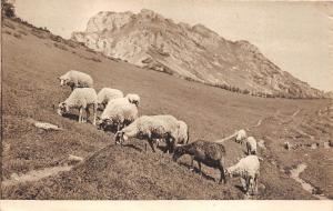 B76594 Czech Slovakia With the Sheeps in Mountains Printed Brno Brunn