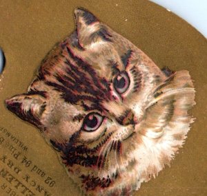 1880s Die-Cut Palette Sellen & Co. Fancy Dry Goods Adorable Tabby Cat F124