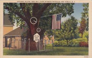 New York Geneva Historic Scythe Tree On A Farm Between Waterloo And Geneva 1939