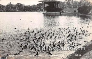 Lake Eola, Orlando, FL, USA Wild Ducks Writing on back 