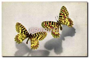 Old Postcard Butterfly Zerynthia Polyxena Thais Creusa Medesicaste