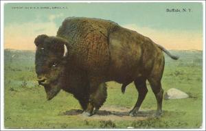 Buffalo - Buffalo NY