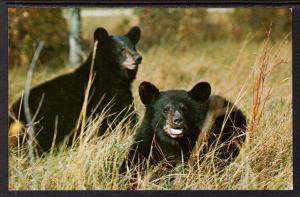 Black Bears