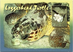 VINTAGE CONTINENTAL SIZE POSTCARD LOGGERHEAD TURTLE AND EGGS FLORIDA