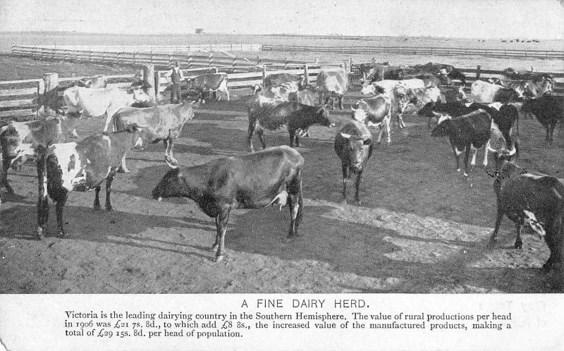 Victoria Australia Dairy Herd Cattle Cows Vintage Postcard JE229760