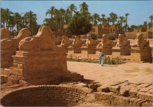 Egypt Postcard - Karnak, Famous Sphinx Avenue at Amon Temple  RR15574