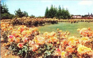 Municipal Rose Garden San Jose California Photochrome Postcard